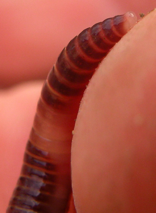 Eisenia fetida